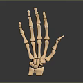 3D Rendered Human Hand Bones With Detailed Metacarpals And Phalanges Structure On Dark Gradient Background