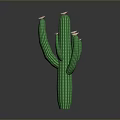 Green Cactus Plant With White Flowers And Multiple Branches On Dark Background