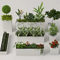 Various Bonsai Potted Plants With Different Foliage And Flowers In White Square And Rectangular Containers 3d model
