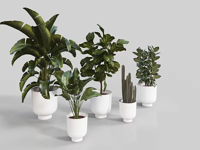 Assorted Potted Bonsai Plants with Different Green Leaves in White Pots 3d model