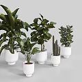 Assorted Potted Bonsai Plants with Different Green Leaves in White Pots