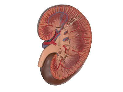 Anatomical Structure of Abdominal Organ Kidney with Internal Details and Vessels 3d model