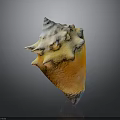 Colorful Spiky Conch Shell With Yellow White Hue On Dark Background
