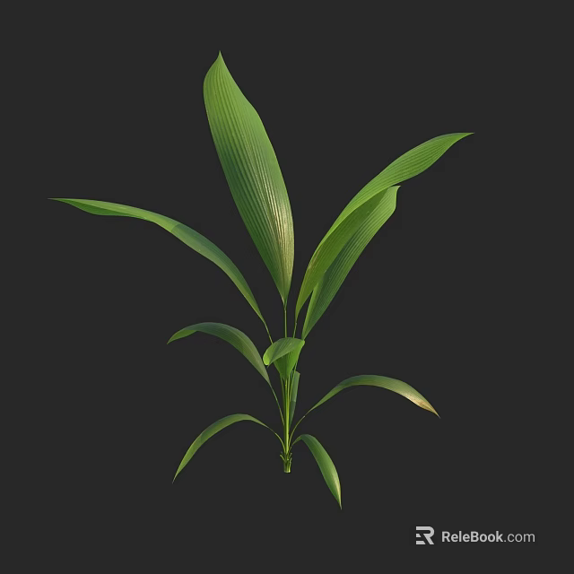 Lush Green Leafy Plant with Large Glossy Leaves on Black Background 3d model 