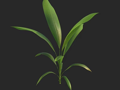 Lush Green Leafy Plant with Large Glossy Leaves on Black Background 3d model