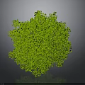 Green Tree Shaped Plant With Lush Foliage On Gray Background And Reflection