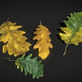 Beautiful Vibrant Oak Leaves Displaying Green And Yellow Autumn Hues