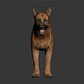 Realistic German Shepherd Dog Standing On Dark Isolated Background With Detailed Fur