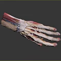 Detailed 3D Human Hand Anatomical Model Showing Muscle Bone And Tissue Structure
