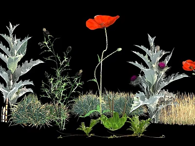 Red Poppy Flowers With Silver Foliage And Green Herb Plants In Garden 3d model