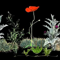Red Poppy Flowers With Silver Foliage And Green Herb Plants In Garden