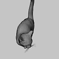 Brown And White Tabby Cat In Standing Pose With Gray Background