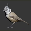 Unique Crested Bird With Grey And White Head Brown Body On Dark Background