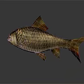 Golden Fish With Orange Fins And Tail Scales On Gray Background With Reflection