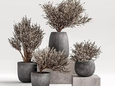 Multiple Potted Bonsai Plants in Concrete Pots Various Heights with Natural Branches for Home Decor 3d model