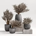 Multiple Potted Bonsai Plants in Concrete Pots Various Heights with Natural Branches for Home Decor