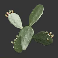 Cactus Plant with Flat Green Pads Small Yellow Red Fruits on Dark Reflective Background