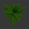 Large Green Tropical Leaves With Vibrant Veins For Interior Decoration