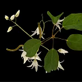 Plant Displaying Green Leaves and Hanging White Flowers Against Black Background