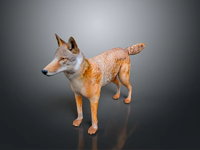 Realistic Wolf Standing Pose With Orange Brown Coat And White Belly On Dark Reflective Background 3d model