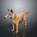 Realistic Wolf Standing Pose With Orange Brown Coat And White Belly On Dark Reflective Background
