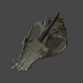 Game Movie Character Mystical Animal Skull Detailed 3D Rendered Realistic Texture