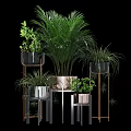 Various Indoor Potted Plants With Metal And Black Stand Planters And Green Foliage