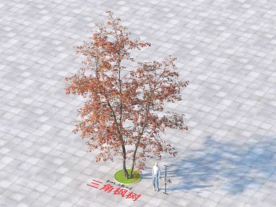 Trident Maple Arbor With Autumn Red Leaves Person Standing On Paved Ground Green Circular Area 3d model