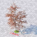 Trident Maple Arbor With Autumn Red Leaves Person Standing On Paved Ground Green Circular Area