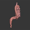 Human Intestinal Digestive System 3D Anatomical Model With Small And Large Intestines 3d model