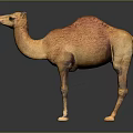 Single Brown Camel Standing On Dark Background With Smooth Surface 3d model