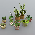 Collection of Diverse Potted Indoor Plants with Succulents Orchids and Leafy Varieties