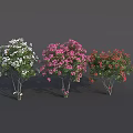 Colorful Flower Trees With White Pink Red Lush Blooms And Green Foliage