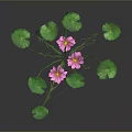 Frog Resting On Green Lotus Leaf With Pink Water Flowers