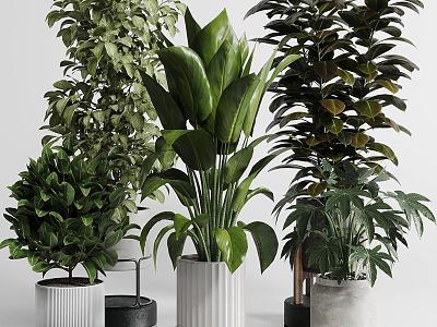 Indoor and outdoor green plants potted plant furnishings 3d model