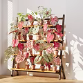 Decorative Indoor Potted Plants On Wooden Shelf With Pink Leaves And Sunlight