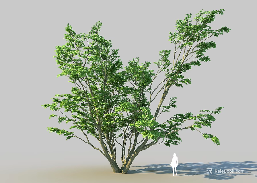 Lush Green Tree With Sturdy Trunk Multiple Branches And Human Figure For Scale 3d model