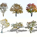 Arbor Trees Featuring Various Colored Leaves And Shadows In Landscape Design 3d model