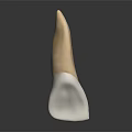 Abstract Organ Sculpture With Hair Like Yellowish And White Textured Structure
