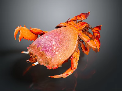 Vibrant Orange And Pink Crab With White Spots And Orange Claws On Dark Background 3d model