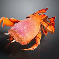 Vibrant Orange And Pink Crab With White Spots And Orange Claws On Dark Background
