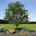 Citrus Tree With Yellow Fruits In Green Grass Field With Purple White Flowers And Basket