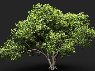 Lush Arbor With Green Foliage Thick Trunk And Healthy Root System 3d model