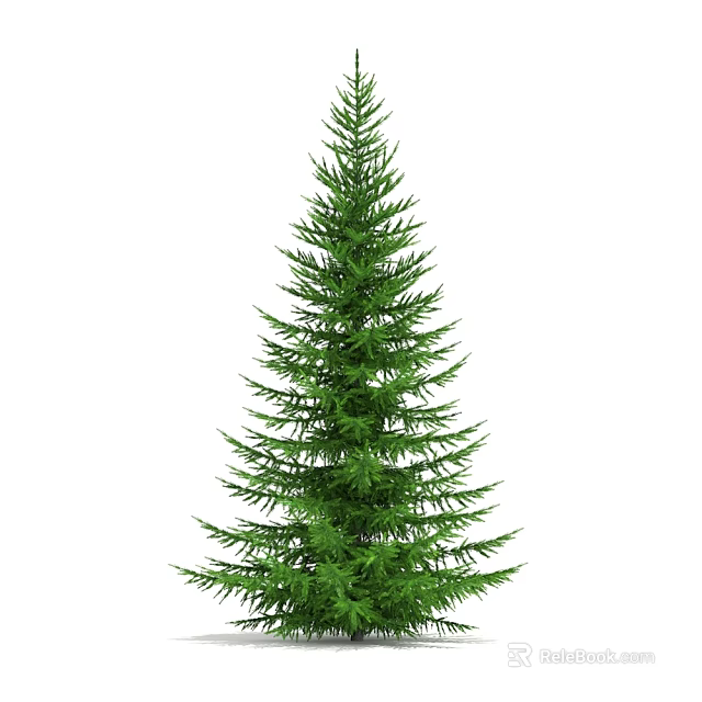 Tall Evergreen Arbor With Lush Green Coniferous Foliage And Natural Shape 3d model 