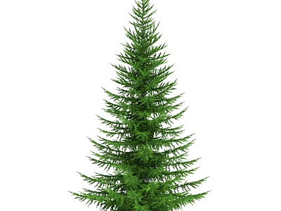 Tall Evergreen Arbor With Lush Green Coniferous Foliage And Natural Shape 3d model