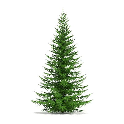 Tall Evergreen Arbor With Lush Green Coniferous Foliage And Natural Shape 3d model