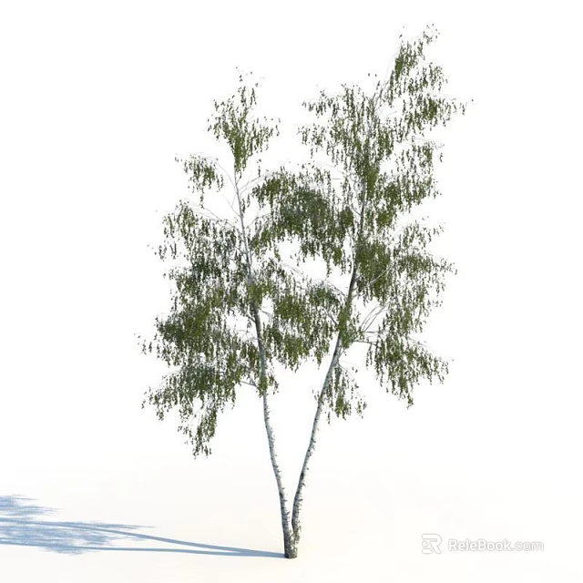 Tall Birch Tree With White Trunk And Green Lush Foliage On Slender Branches 3d model 