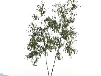 Tall Birch Tree With White Trunk And Green Lush Foliage On Slender Branches 3d model