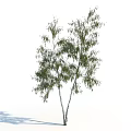 Tall Birch Tree With White Trunk And Green Lush Foliage On Slender Branches