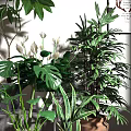 Bonsai Potted Plants Indoor Decor with Lush Green Monstera Leaves Striped Foliage and White Flowers